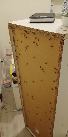 Intervention en Urgences pour une infestation de blattes-cafards près de Châteauroux 