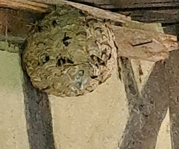 Très jolie nid de frelons asiatiques dans la commune de mesnil en ouches . Sérénité et confort à Plasnes est intervenu en we pour que mes clients passe un bon we .