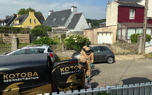 Opération de désinsectisation pour exterminer des puces de maison à Brest